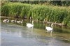 Swan family joins in